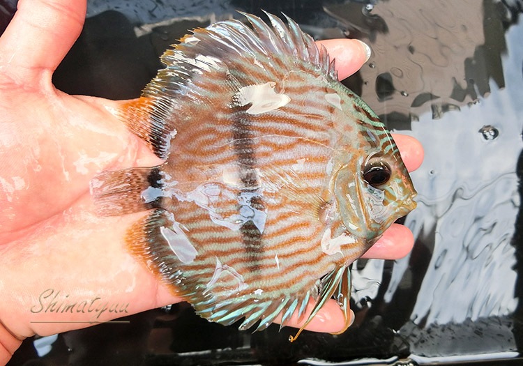 熱帯魚 一点物 ヘッケルディスカス ネグロ Wild No 02 ディスカス Wild ディスカス Rio Negro リオ ネグロ Aqua F東京店通販ショップ