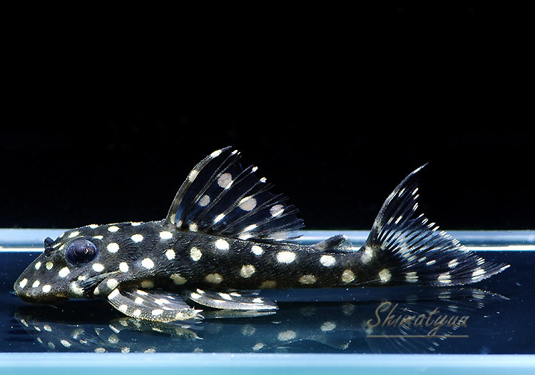 L201�������������ݥåȥ��������饦��1ɤ