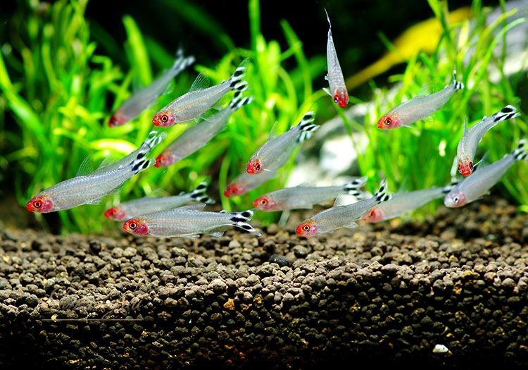 熱帯魚 ラミーノーズテトラ 50匹 熱帯魚 カラシンｂｒeed Aqua F東京店通販ショップ