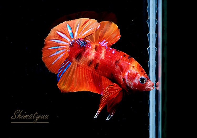 熱帯魚 Hm プラカット ニモ アソート 3匹 熱帯魚 ベタ グラミー プラカット キャンディ Aqua F東京店通販ショップ 熱帯魚 Hm プラカット ニモ アソート 3匹 熱帯魚 ベタ グラミー プラカット キャンディ Aqua F東京店通販ショップ