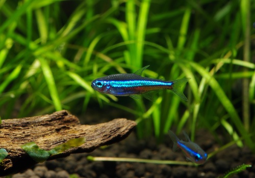 Ǯӵۡ꡼ͥƥȥ顡(MLL)WILDȥӥɡ5ɤ