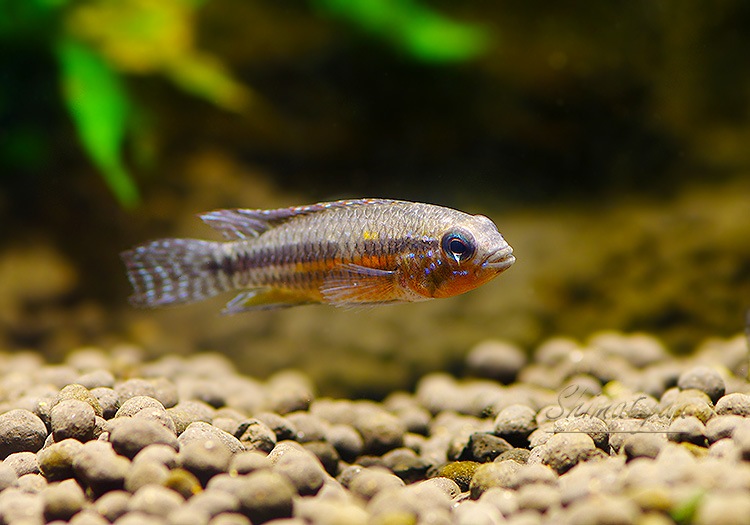 𡡥ѥߥAru&#225; Barcelos regi&#227;oɡףɣ̣ġУ