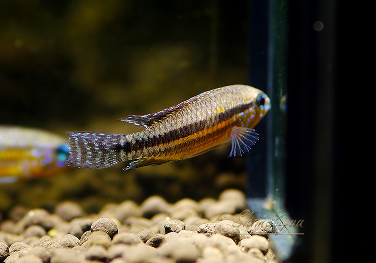 𡡥ѥߥAru&#225; Barcelos regi&#227;oɡףɣ̣ġУ