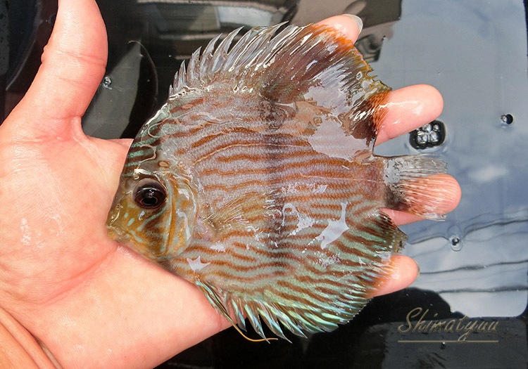 熱帯魚】 一点物 ヘッケルディスカス “ネグロ” WILD No.04