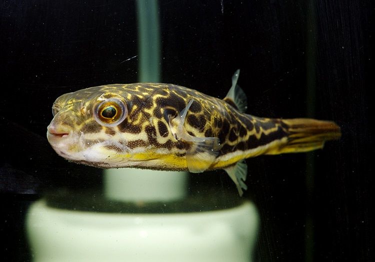 一点物 テトラオドン ムブ No.02 | 熱帯魚,その他の熱帯魚 | AQUA-F  