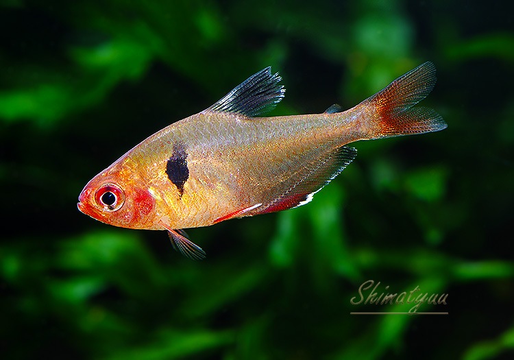 熱帯魚】 サーペテトラ WILD 1匹 | 熱帯魚 | AQUA-F東京店通販ショップ