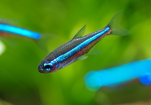 ��Ǯ�ӵ��ۡ����꡼��ͥ���ƥȥ顡WILD���ȥꥪ���ӥ�����ɡ�10ɤ