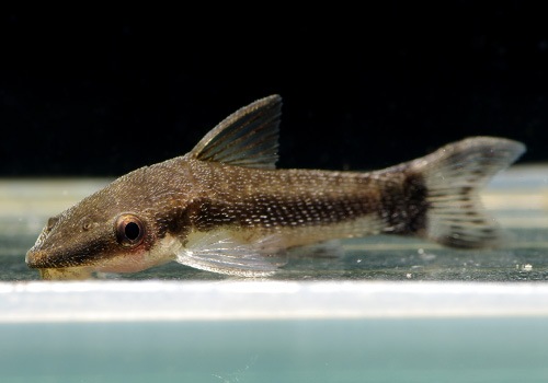 ��Ǯ�ӵ��ۡ����ȥ��󥯥륹��WILD���ȥ��ޥ����С��ɡ�5ɤ