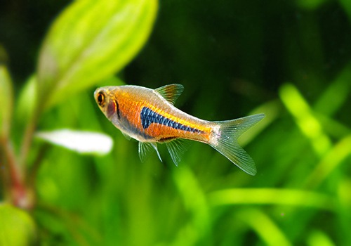 熱帯魚 ラスボラ エスペイ 10匹 熱帯魚 ラスボラ コイ ローチ Aqua F東京店通販ショップ