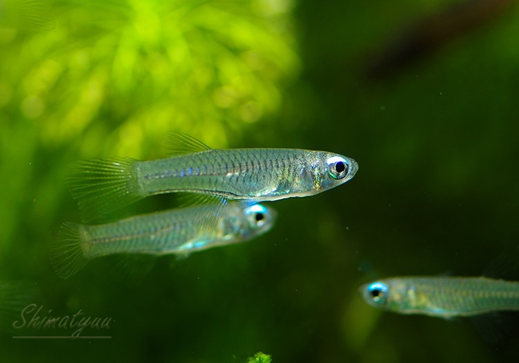 熱帯魚 アフリカン ランプアイ 10匹 熱帯魚 メダカ類 卵性メダカ Aqua F東京店通販ショップ