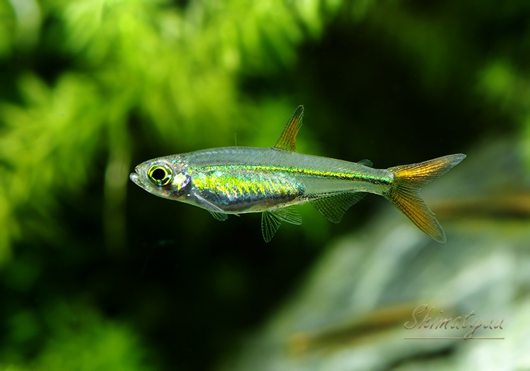 ��Ǯ�ӵ��ۡ������꡼�ӡ��󡦥ƥȥ顡WILD��5ɤ