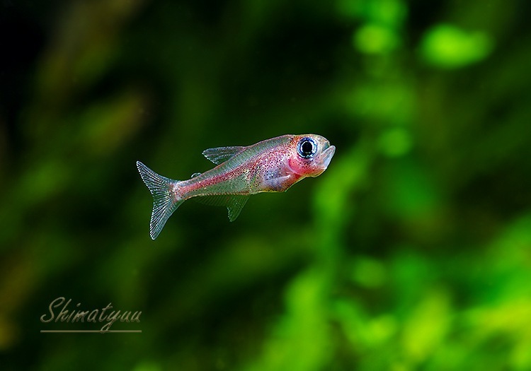 ǮӵۡȥåΥ.sp.ԥ󥯥饤󡡡ȥͥɡWILD1ɤ