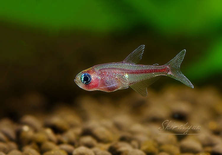 ǮӵۡȥåΥ.sp.ԥ󥯥饤󡡡ȥͥɡWILD1ɤ