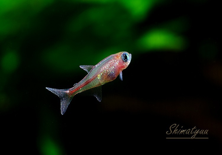 ǮӵۡȥåΥ.sp.ԥ󥯥饤󡡡ȥͥɡWILD1ɤ