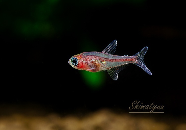 ǮӵۡȥåΥ.sp.ԥ󥯥饤󡡡ȥͥɡWILD1ɤ