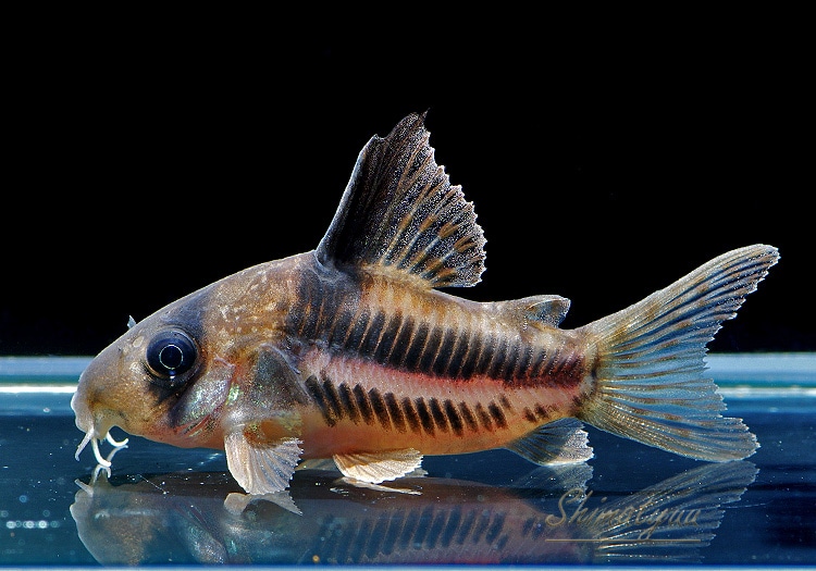 CW160��Co���ҥ��ꡡ�ȹ񻺥֥꡼�ɡɡ�1ɤ