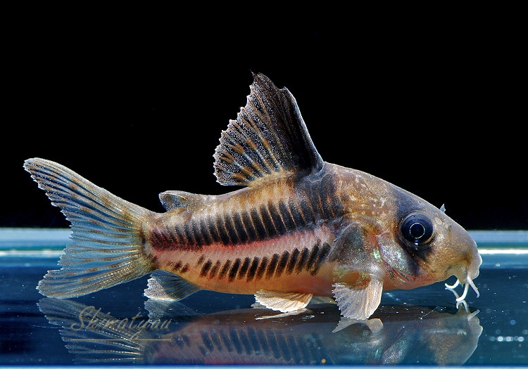 CW160��Co���ҥ��ꡡ�ȹ񻺥֥꡼�ɡɡ�1ɤ