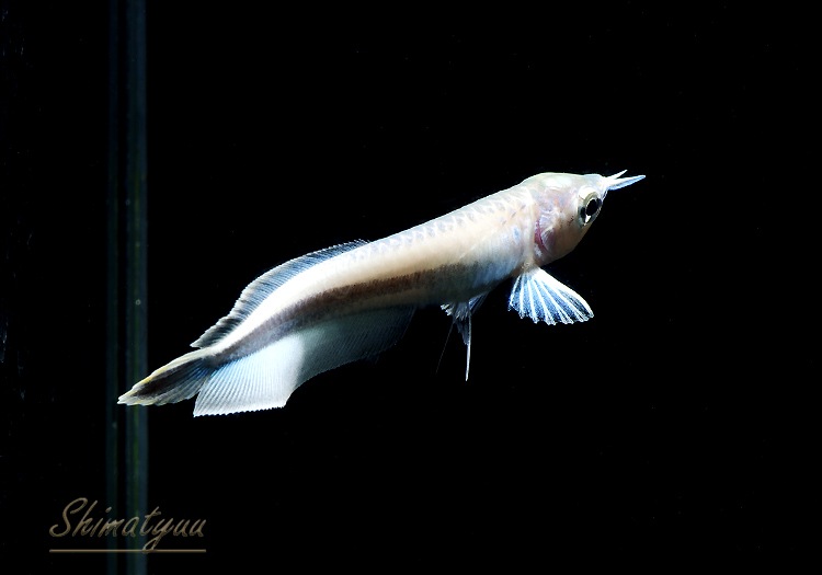 一点物 極上個体 プラチナブラックアロワナ 大型魚 Aqua F東京店通販ショップ 一点物 極上個体 プラチナブラックアロワナ 大型魚 Aqua F東京店通販ショップ