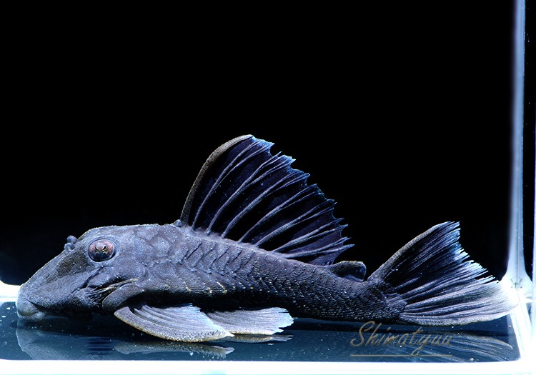 エボリスピナ× ブラックアンドブルーハイブリッド②発根済み 2025年最新】ブラックアンドブルー ハイブリッドの人気アイテム - メルカリ