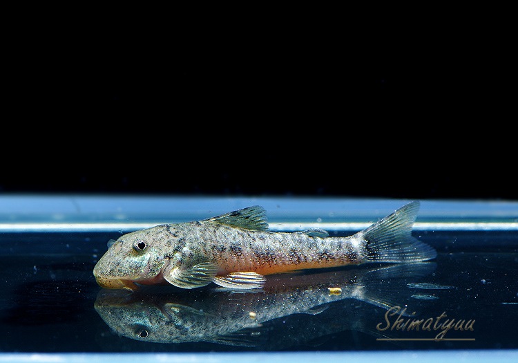 麦飯石シェルター　プレコ　レア物 麦飯石シェルター 3個 プレコ コリドラス 熱帯魚 トンネル 土管