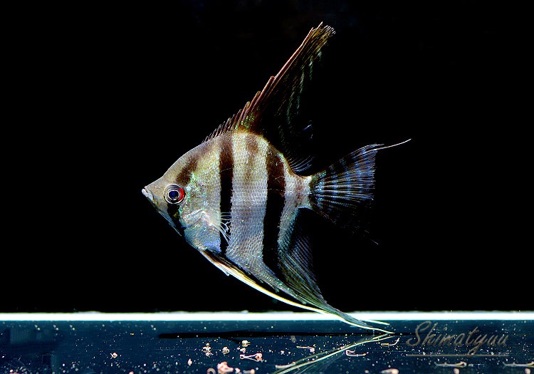 ��Ǯ�ӵ��ۡ�������쥨�󥼥롡 �ȥޥʥ��ץ�ɡ�WILD��3ɤ