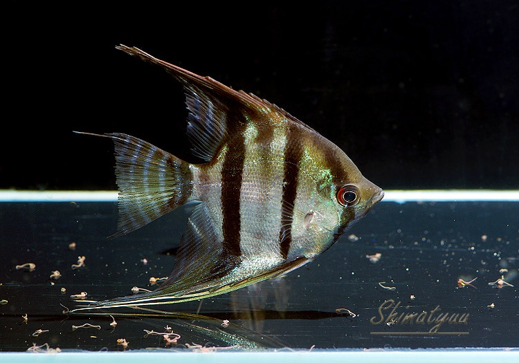 ��Ǯ�ӵ��ۡ�������쥨�󥼥롡 �ȥޥʥ��ץ�ɡ�WILD��3ɤ