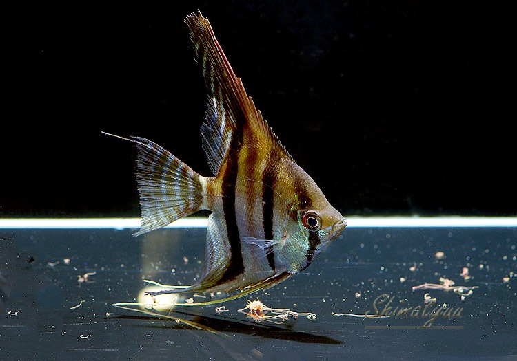 ��Ǯ�ӵ��ۡ�������쥨�󥼥롡 �ȥޥʥ��ץ�ɡ�WILD��3ɤ