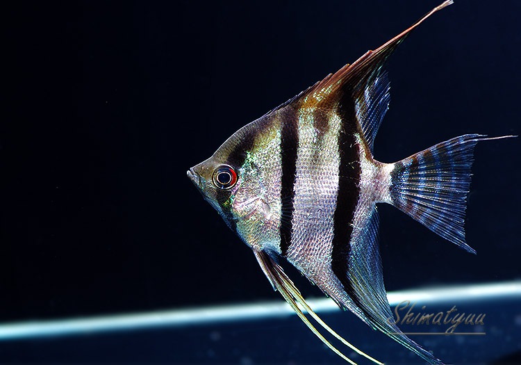 ��Ǯ�ӵ��ۡ�������쥨�󥼥롡 �ȥޥʥ��ץ�ɡ�WILD��3ɤ