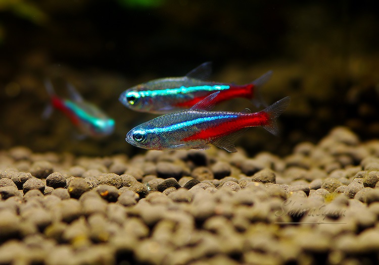 Ǯӵۡͥƥȥ顡WILDBrasil Anoriɡ5ɤ