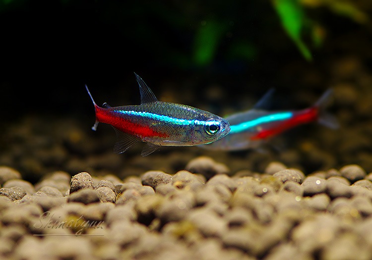 Ǯӵۡͥƥȥ顡WILDBrasil Anoriɡ5ɤ