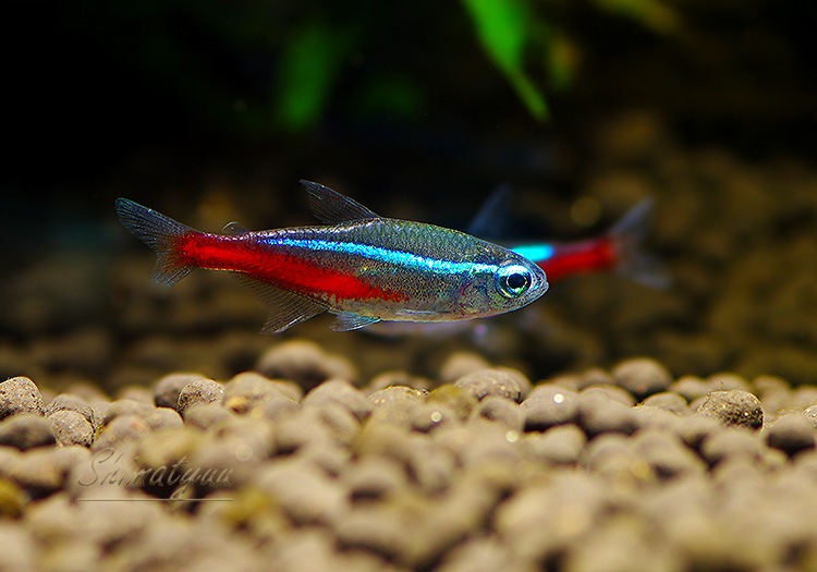 Ǯӵۡͥƥȥ顡WILDBrasil Anoriɡ5ɤ