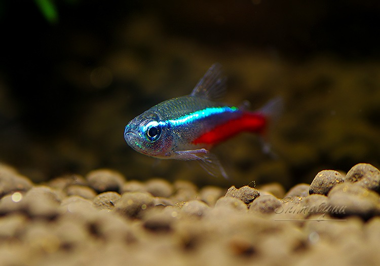 Ǯӵۡͥƥȥ顡WILDBrasil Anoriɡ5ɤ