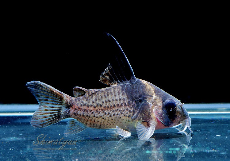 C��֥�ӥ����ȥꥹ��1ɤ