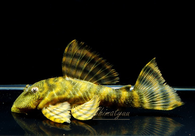 ����󥫡���ӥ�󥹥��������ץ쥳���ȥ���󥫡��ɡ�(��)��3ɤ