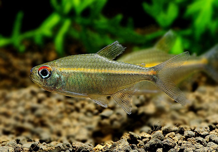 熱帯魚】 ハイフェソブリコンspオレンジライン “アルア” 1匹 | 熱帯魚