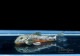 ��Ǯ�ӵ��ۡ��ԥåȥ֥�ץ쥳��������֥꡼�ɡɡ�1ɤ