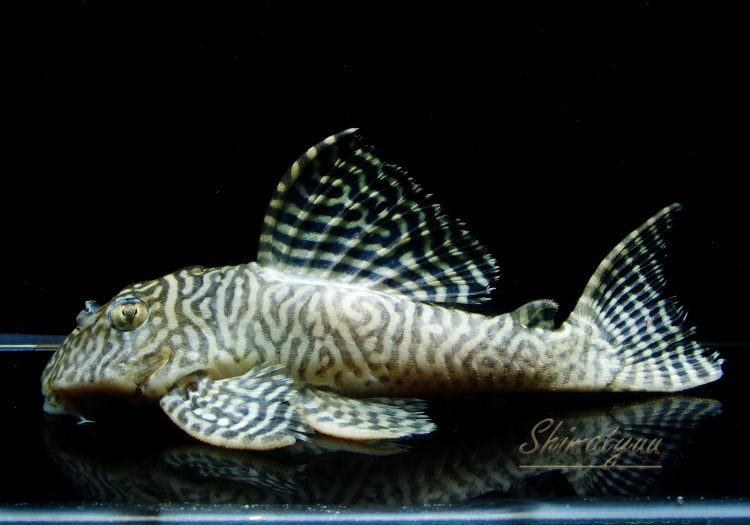 ����ʪ����-66�����󥰥�����롡Big��������No.02