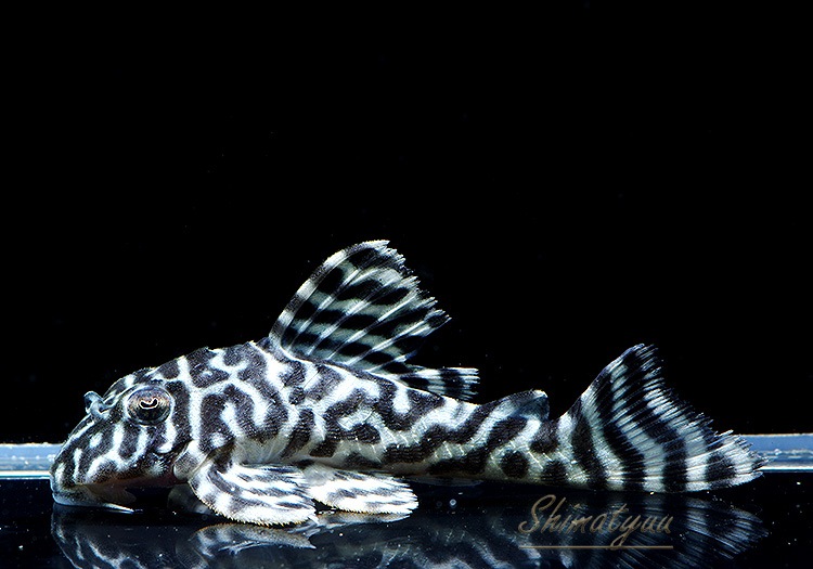 ����ʪ����-333���ۥ磻�ȥ�����를�֥顡No.01