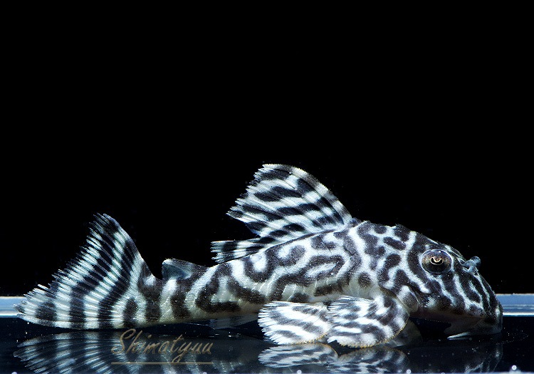 ����ʪ����-333���ۥ磻�ȥ�����를�֥顡No.01