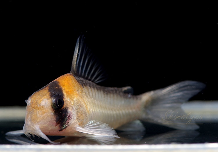 話題の人気 熱帯魚 コリドラス アドルフォイ ワイルド ３匹 北海道航空便要保温 沖縄別途送料 Shipsctc Org