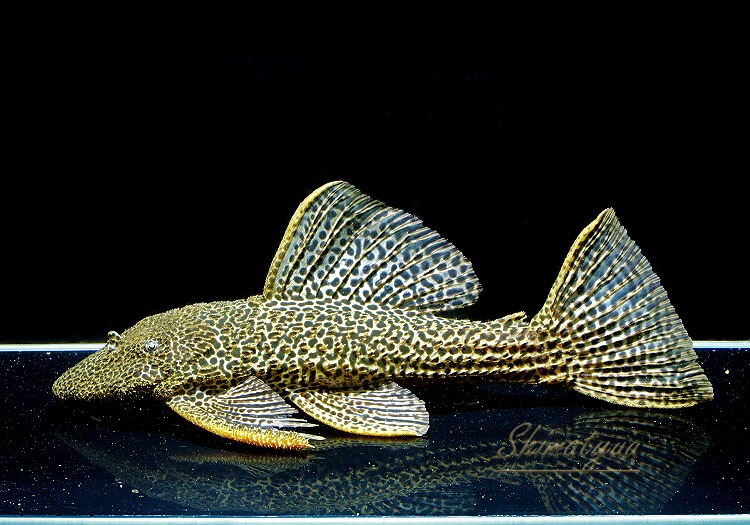 ����ʪ���ɥ饴��ϥ��ե���쥪�ѡ��ɥȥ�ࡡ ��High yellow�ɡ�No.07