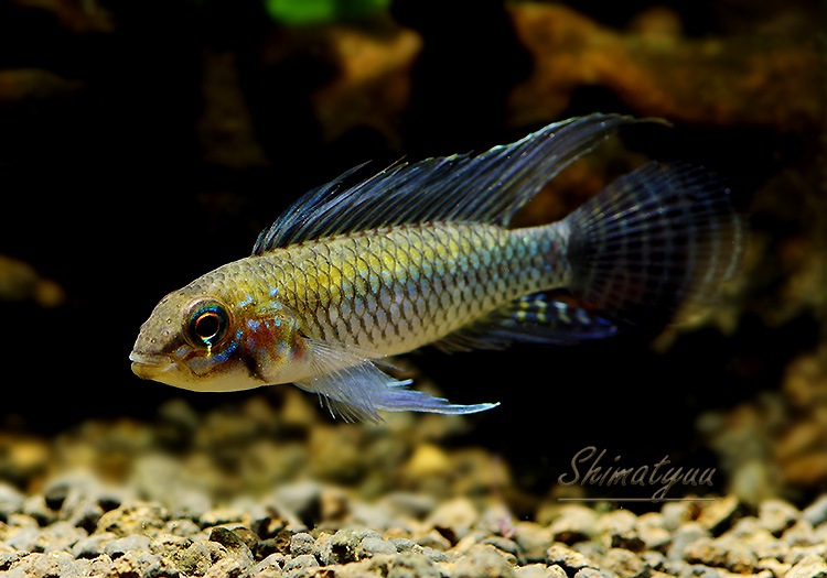 アマデウス様用 Xフューチャー フロントディスクカバー ACERBIS