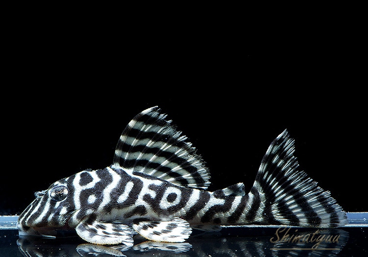 ☆水没　Foil　英語1枚 ☆水没 Foil 英語1枚 MTG 水没 submerge英語 foil Submerge