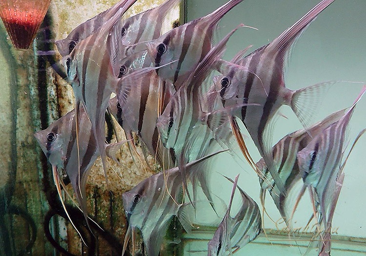 ��Ǯ�ӵ��ۡ����륿�२�󥼥롡��LL)�������ѥݥ��ڥ���롡5ɤ