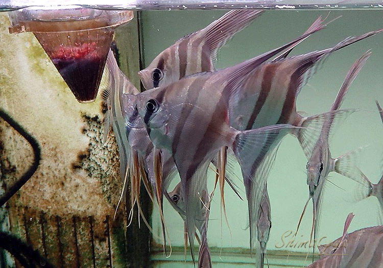 ��Ǯ�ӵ��ۡ����륿�२�󥼥롡��LL)�������ѥݥ��ڥ���롡5ɤ