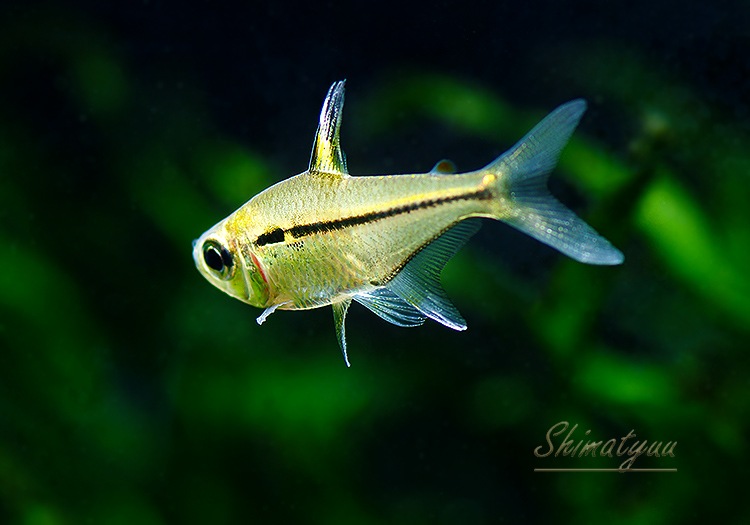 Ǯӵۡإߥॹ쥤WILDȥޥåȥåɡ3ɤ