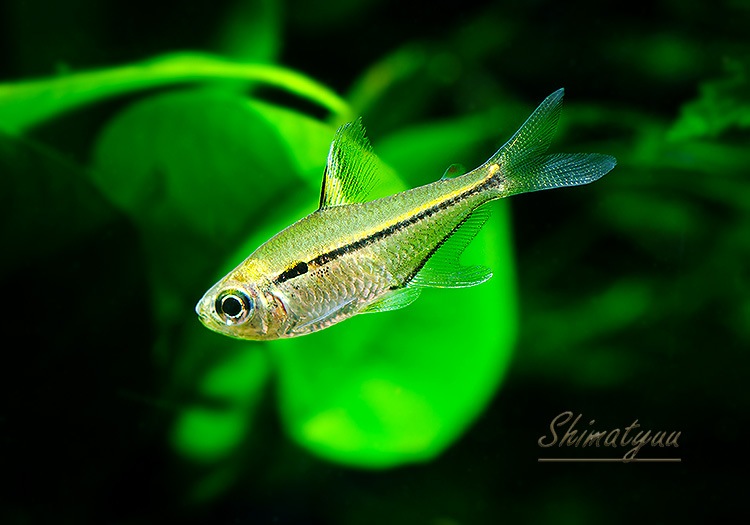 Ǯӵۡإߥॹ쥤WILDȥޥåȥåɡ3ɤ