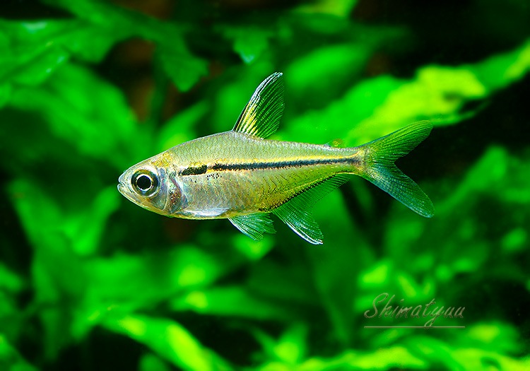 Ǯӵۡإߥॹ쥤WILDȥޥåȥåɡ3ɤ