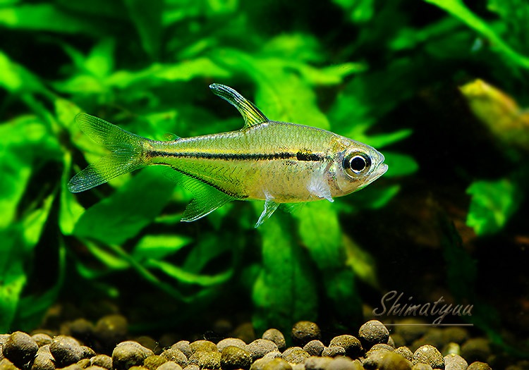 Ǯӵۡإߥॹ쥤WILDȥޥåȥåɡ3ɤ