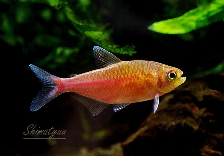 ��Ǯ�ӵ��ۥ�󥯥ۡ����㡡�٥饽��˥�����" rio Curicuriari��rio Tiqui��� ��ή���ɡ� WILD��3ɤ